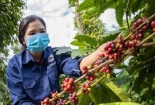 Đề xuất 4 chính sách phát triển nhãn hiệu, thương hiệu nông sản Việt Nam
