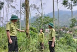 Chứng chỉ FSC – Tiêu chuẩn vàng trong quản lý rừng bền vững