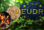 Ngành đậu nành, dầu cọ thích nghi với quy định EUDR