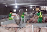 Tăng cường kiểm soát giết mổ động vật, đảm bảo an toàn thực phẩm dịp Tết Ất Tỵ