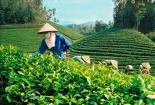 Truy xuất nguồn gốc chuỗi cung ứng chè theo TCVN 13993:2024