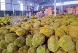 Đài Loan tiếp tục kiểm tra sầu riêng nhập khẩu từ Việt Nam