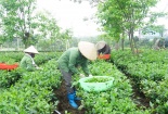 4 công đoạn trong quá trình thu thập thông tin truy xuất nguồn gốc sản phẩm chè