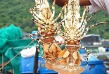 Tôm hùm Việt Nam chiếm lĩnh thị trường Trung Quốc ngay từ đầu năm