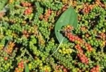Nâng cao năng suất chất lượng giúp sản phẩm hồ tiêu vào các thị trường khó tính