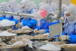 Đáp ứng truy xuất nguồn gốc, tiêu chuẩn chất lượng để tôm xuất khẩu Việt Nam mở rộng thị trường
