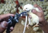 TCVN 8685-42:2023: Quy trình kiểm nghiệm vắc xin phòng bệnh E.coli ở gia cầm