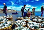 Thêm cơ hội cho xuất khẩu cá ngừ Việt Nam khi Anh gia nhập CPTPP