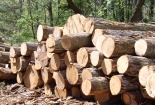 Úc thông báo dự thảo quy định ngăn chặn gỗ khai thác bất hợp pháp