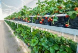 Tuân thủ yêu cầu dùng hóa chất đối với rau quả tươi mang lại nhiều lợi ích cho doanh nghiệp