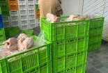 Ngăn chặn kịp thời 20 tấn thịt gà đông lạnh, thịt gà ủ muối không đảm bảo chất lượng, nguồn gốc 