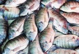 Brazil dỡ bỏ lệnh cấm nhập khẩu cá rô phi của Việt Nam