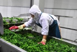Quảng Ngãi thúc đẩy năng suất xanh và chuẩn hóa sản phẩm là trọng tâm