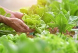 Tiêu chuẩn VietGAP đảm bảo chất lượng sản phẩm, nâng cao uy tín doanh nghiệp