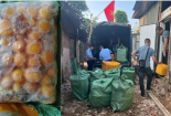 Hà Nội thu giữ lượng lớn trứng gà non đông lạnh, nấm kim châm không rõ nguồn gốc xuất xứ 