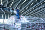 Bứt phá toàn diện, Phân bón Cà Mau giữ thế chủ lực trong vụ mùa Hè Thu