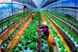 Công nghệ cao mở đường cho doanh nghiệp nông nghiệp hiện đại
