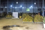 Doanh nghiệp tăng tốc sản xuất, nâng cao độ tin cậy nhờ tích hợp ISO 22000:2018 và HACCP