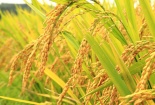 TCVN 14273:2024 về giảm phát thải khí nhà kính với chế độ tưới tiết kiệm nước cho lúa