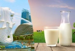 Ngành sữa cần đảm bảo tiêu chuẩn cao để thâm nhập vào thị trường Singapore 