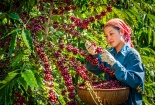 Ngành nông nghiệp Việt chuẩn bị kịch bản ứng phó với diễn biến thị trường thế giới