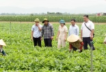 Chuẩn hóa nông sản Việt: Hợp tác xã là chìa khóa chinh phục thị trường quốc tế