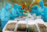 Tôm Việt Nam vào Mỹ được đánh giá cao nhờ chất lượng, truy xuất nguồn gốc và tiêu chuẩn an toàn thực phẩm