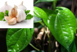 Chuyên gia cảnh báo: Tỏi và lá trầu không không thể chữa tiểu đường và cao huyết áp