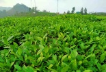 Chè Lai Châu được bảo hộ chỉ dẫn địa lý