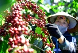 Cà phê Việt Nam đạt năng suất cao nhất thế giới: Thực trạng, nguyên nhân thành công 
