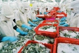 Tôm Việt giữ lợi thế EU nhờ đáp ứng tiêu chuẩn khắt khe