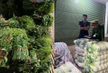 Rau củ ‘bẩn’: Thực trạng và giải pháp nâng cao công tác quản lý
