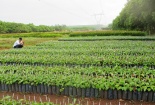 TCVN 14130:2024 về phục tráng bằng phương pháp nuôi cấy mô cho các giống keo và bạch đàn được công nhận
