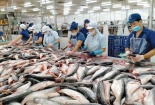 Doanh nghiệp thủy sản gấp rút chuẩn hóa truy xuất nguồn gốc, mở rộng thị phần sang EU 