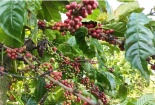Cà phê Tây Nguyên: Canh tác thông minh giữa biến đổi khí hậu