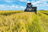 Chuyển đổi xanh ngành lúa gạo: Đòn bẩy nâng vị thế thương hiệu gạo Việt