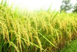 Quy định mới về chất lượng hạt giống lúa, ngô có hiệu lực từ tháng 7/2026 