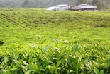 Lai Châu đẩy mạnh xây dựng và bảo hộ tài sản sở hữu trí tuệ