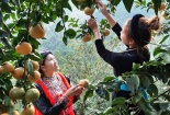 Tuyên Quang đẩy mạnh bảo hộ quyền sở hữu trí tuệ, nâng tầm giá trị đặc sản địa phương