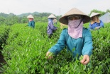 Halal - ‘tấm hộ chiếu chất lượng’ đưa chè Phú Thọ ra thị trường toàn cầu