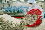 Thuế chống bán phá giá giảm, xuất khẩu tôm Việt sang Mỹ thêm thuận lợi
