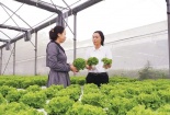 Nông nghiệp đô thị xanh: Động lực nâng cao năng suất và giá trị sản xuất