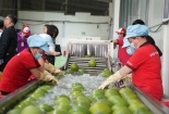 Tín dụng xanh mở rộng cơ hội, thúc đẩy doanh nghiệp nông nghiệp tăng tốc cạnh tranh