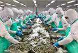 Indonesia thông báo dự thảo quy định về đăng ký nhà xuất khẩu thủy sản