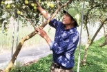 Ứng dụng khoa học-công nghệ vào sản xuất nông nghiệp