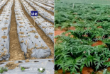Doanh nghiệp dược chuyển mình với mô hình vùng trồng đạt tiêu chuẩn GACP-WHO