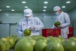 Tuân thủ tiêu chuẩn chất lượng của thị trường khó tính, Bưởi Việt Nam lần đầu xuất khẩu vào Australia