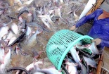 Bài cuối: Truy xuất nguồn gốc thủy sản - 'tấm hộ chiếu' vào thị trường xuất khẩu