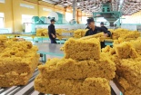 Năng suất ngành cao su và bài toán mở rộng thị trường xuất khẩu 