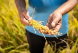 Chương trình 'Hỗ trợ nhà nông vượt khó' - Điểm tựa cho một mùa vụ vững tin hơn